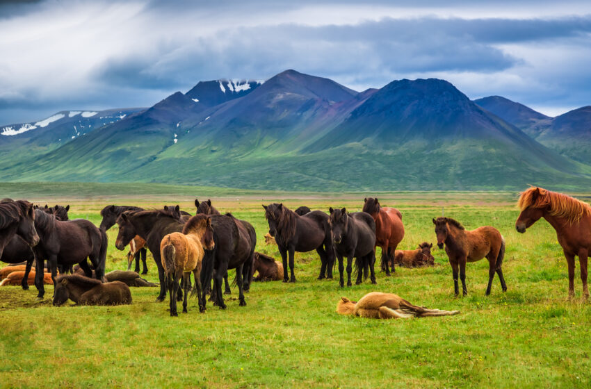 Herd of horses in the mountains in Iceland