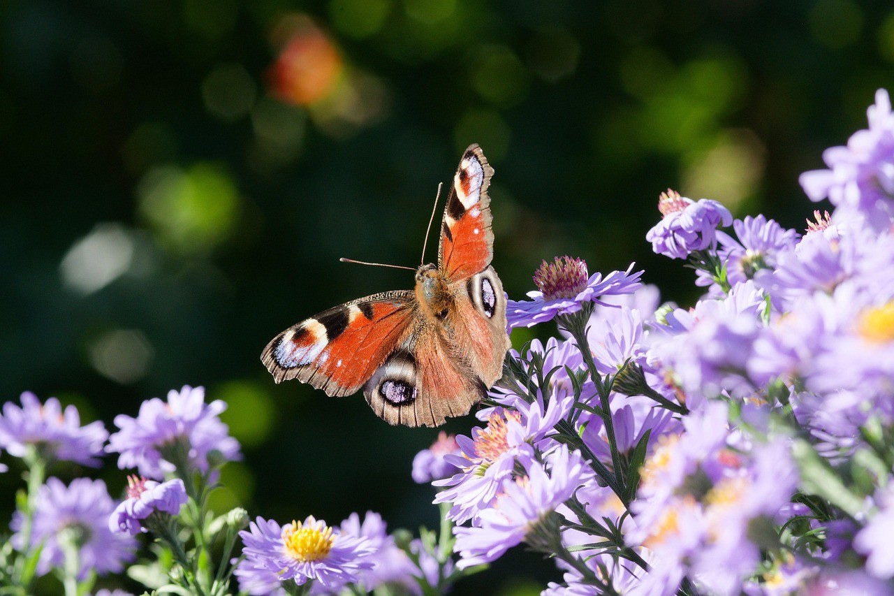 Butterflies